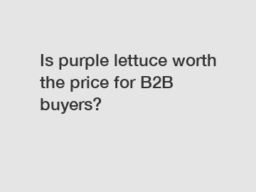 Is purple lettuce worth the price for B2B buyers?